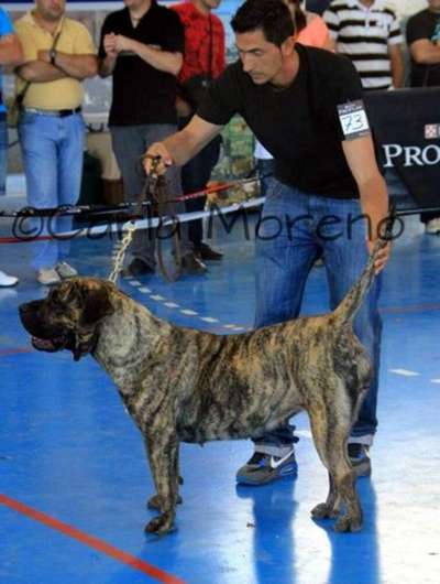 CANDY DE ATLANTIDA CAN (CANDI)