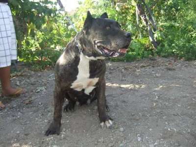 HACHUELA