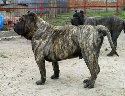 CONSTANTINE BB CANARIO