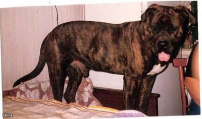 CEZAR
