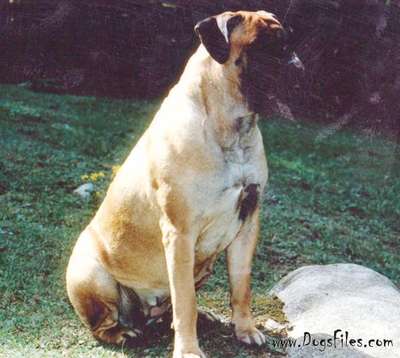 MISTRESS TEAZLE OF KNATCHBULL