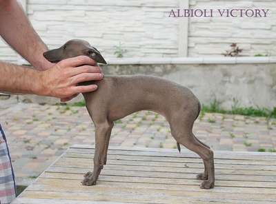Albioli Victory