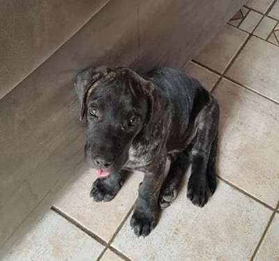 RUBEN DE LA HUELLA DEL PRESA CANARIO