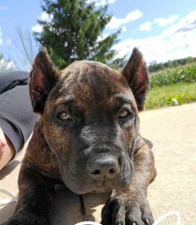 ONLY THE FAMILY KENNELS KYGO
