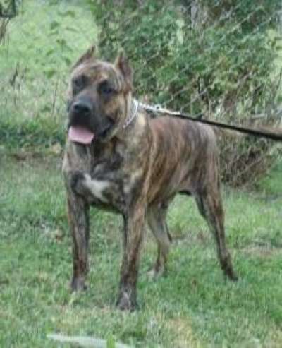 LUCHO DE CRISDOCO