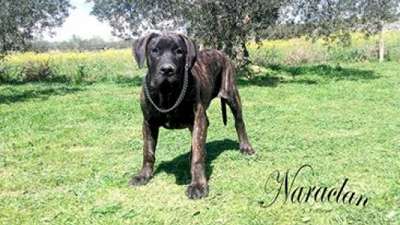 CROM DE NARALCAN