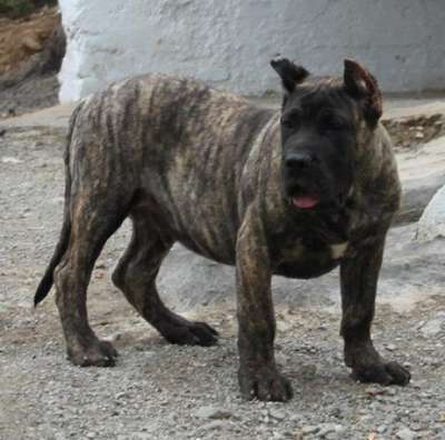 DRAGO DE LA ISLA DE LOS VOLCANES*