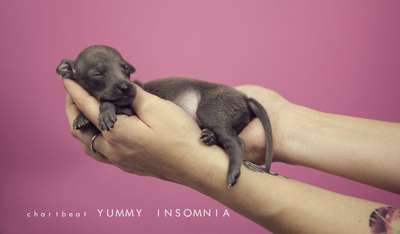 Chartbeat Yummy Insomnia