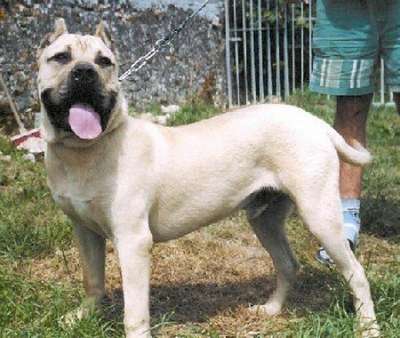 BALBOA EL PERRO DIABLO