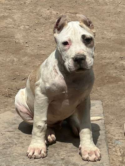 AJAX CHAJLLA PERRO DE PRESA