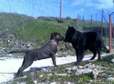 IVAN PROTECTION SPIRIT
