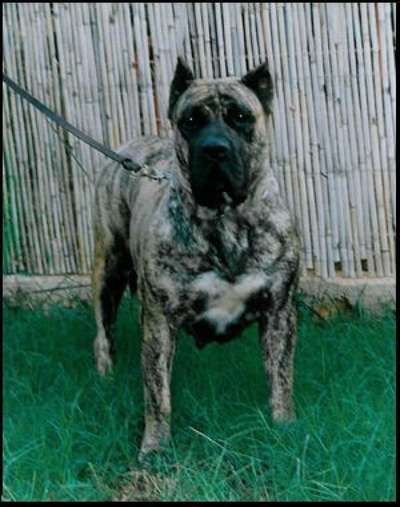 MEIGA DE DOG REAL