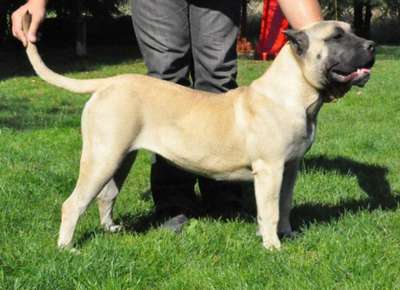 ORGIA BALUARTE DE LOS PERROS