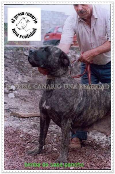BIMBA