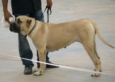 BEYONCE DE IRON PRESS KENNEL