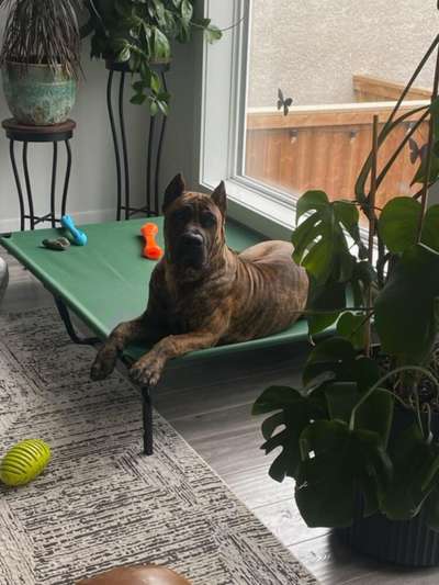SMALL FRY OF PROPER K9