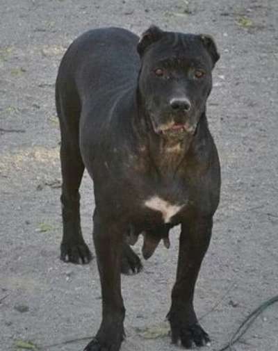 MARIVI DE KING ZULU