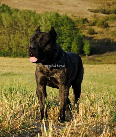 ARES
