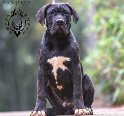 AYINU DE WOWPRESA