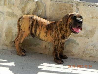 LADRON DE SPALATO BULL