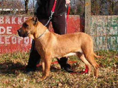IZANA DE BARNACAN BULL
