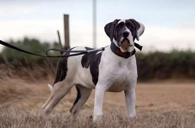 YING DE SEVERN KENNELS