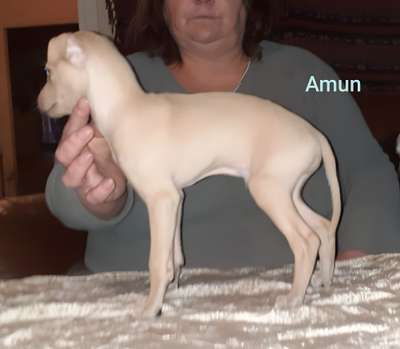 Al-Shén Amun