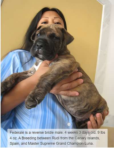 BRAVO KENNEL’S FEDERALE
