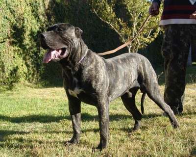 HORUS DE TAMARAN BULL