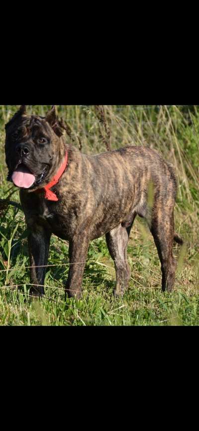 FENRIR DE PRESABABY