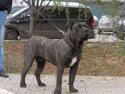 BAP DE CLUJ CHESPER