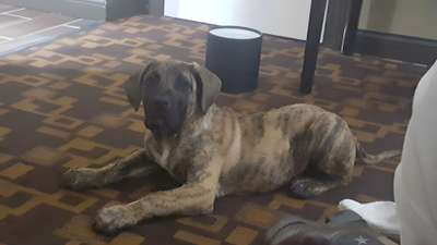 BALTO DE BREVIERCAN