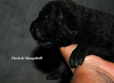 FLASH DE MANGO BULL