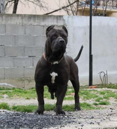 SHINA SICILIA KENNEL