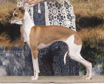 Voici Summer Supernova