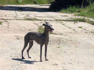 Bluey De Hijos De La Dehesa