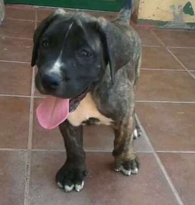 CHUCHO DE LINEA M
