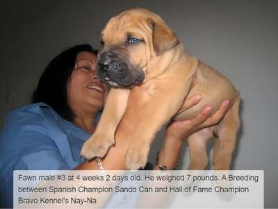 BRAVO KENNEL’S BOBO