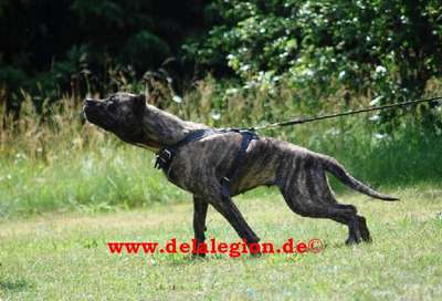 YETTE DE LA ARENA