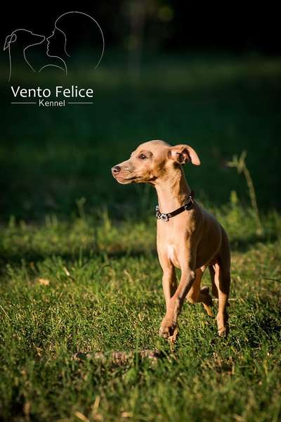 Vento Felice Caprese