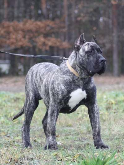 HANNIBAL BALUARTE DE LOS PERROS