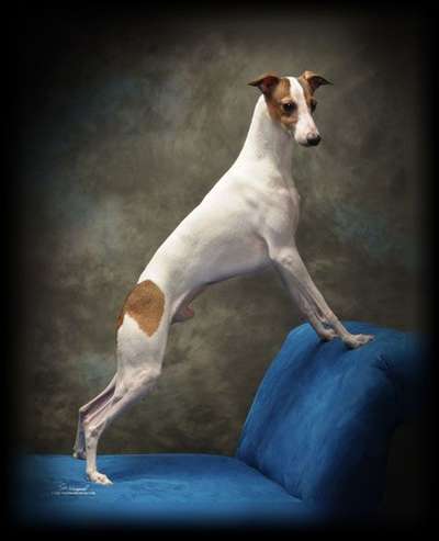 Honore's Pied Casso