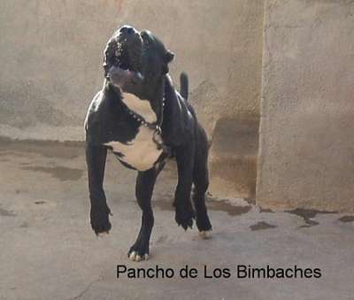 PANCHO DE LOS BIMBACHES