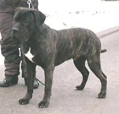 BRADO EL PERRO DIABLO
