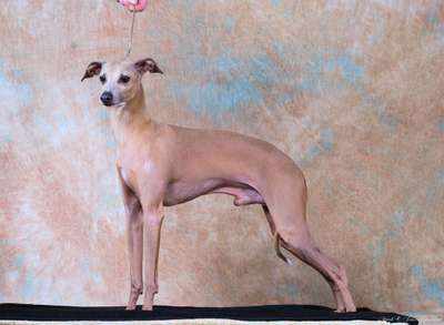 Amorosa Rosegold Riley
