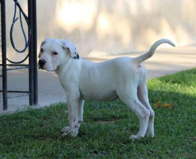 EL LOCO DE PCRP KENNEL