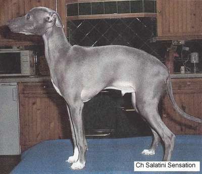Salatini Sensation