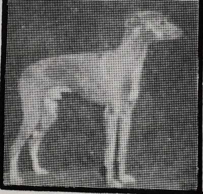 Hillengold's Blue Boy
