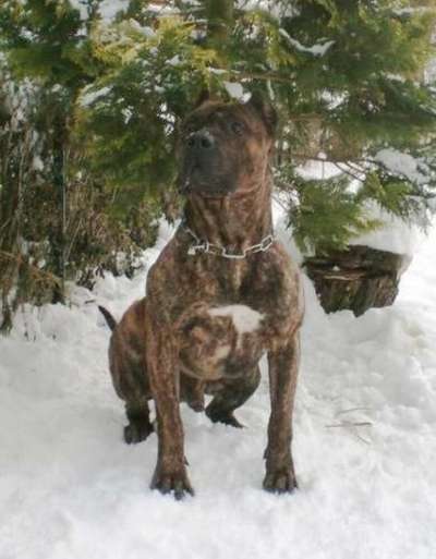 AQUILES DE RIBERBOX (NITO ASTUR BULL)
