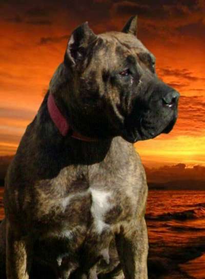 PERROS CANARIOS OROS AZURA